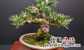 盆景的盆松养殖方法 盆景的盆松养殖方法视频