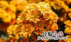 盆栽菊花怎么种植方法 盆栽菊花怎么种植