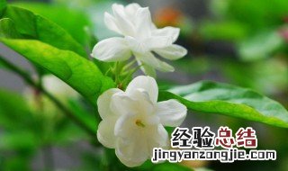 茉莉花高压繁殖方法 茉莉花高压繁殖方法图解