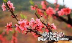 带什么东西招桃花运 什么东西招桃花运最厉害