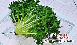 苦菊洗了以后怎么保存啊? 苦菊保存方法