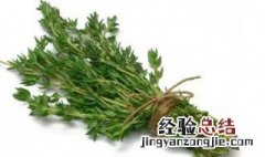 煎牛排用的香草是什么 煎牛排用的香草是什么百里香