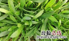 面条菜什么时候播种最好面条菜种子多少钱一斤 面条菜什么时候播种最好