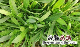 面条菜什么时候播种最好面条菜种子多少钱一斤 面条菜什么时候播种最好