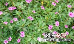 长春花适合什么季节种 长春适合种植的花卉