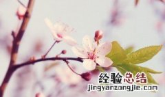 桃花怎么做花环 桃花花环做法