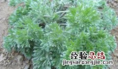 青蒿属于什么植物类型 青蒿属于什么植物类型的植物