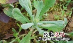 新鲜清明菜可以冷冻保存吗 清明菜可以冷冻保存