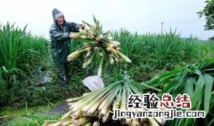 茭白如何种植视频 茭白如何种植