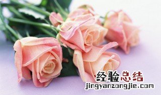 19朵玫瑰花语代表什么意思呢 19朵玫瑰花语代表什么意思