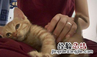 衣服被猫尿怎么处理 怎样清除被猫尿过的衣物