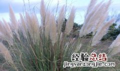 芦苇属于什么类植物 芦苇属于什么类植物类群