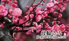 梅花怎么储存 梅花怎么储存时间长