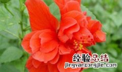 扶桑花象征 扶桑花代表什么意思