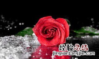 什么花的花语是热烈而灿烂 热烈的花的花语是什么