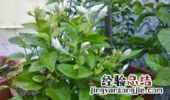 茉莉花叶子形状 茉莉花叶子形状像什么