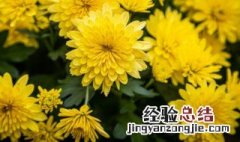 盆栽小菊花怎么养 盆栽小菊花怎么养护