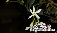 风车茉莉的花期是什么时候开 风车茉莉的花期是什么时候