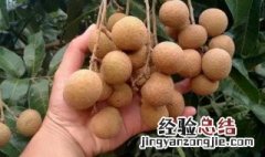 石硖龙眼是哪里的特产 石硖龙眼简单介绍