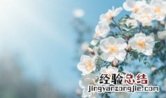 今日春分燕归花开是什么意思 今日春分燕归花开怎么理解