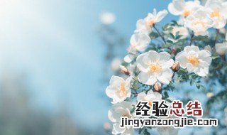 今日春分燕归花开是什么意思 今日春分燕归花开怎么理解