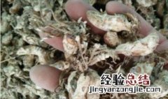 蝉花怎么食用方法 蝉花的保存方法