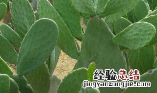 冬季仙人掌怎么养护和管理 冬季仙人掌怎么养