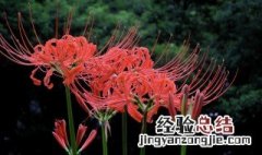 彼岸花的寓意和象征 彼岸花的寓意和象征介绍