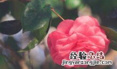 茶花秋季的养护和施肥 茶花秋季的养护和施肥方法