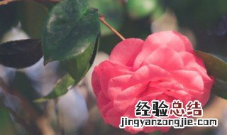 茶花秋季的养护和施肥 茶花秋季的养护和施肥方法