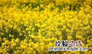 春节种植油菜花需要注意什么 春节种植油菜花的注意事项