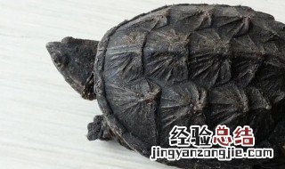 鳄鱼龟养殖技术方法 鳄鱼龟的养殖方法