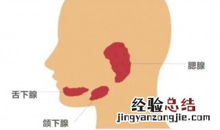左侧腮腺是哪个部位 腮腺是哪个部位