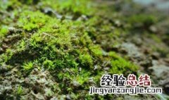 哪种植物可以测试空气的质量 可以测试空气质量的植物