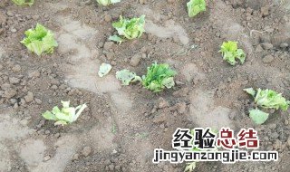 白菜移栽后如何快速缓苗 白菜移栽后怎么做可以快速缓苗