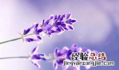 什么花的花语是原谅我们 什么花的花语是原谅我