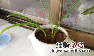 彼岸花球茎种植方法 彼岸花球茎如何种植