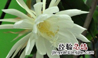 昙花的养殖方法和修剪 昙花如何养殖