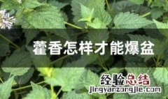 藿香怎样才能爆盆 藿香的养殖技巧