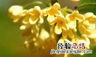 红桂花与黄桂花区别 红桂花与黄桂花区别介绍