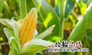 玉米黄叶是怎么回事 玉米黄叶是什么原因