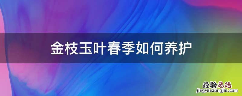 金枝玉叶春季如何养护