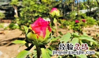 牡丹为什么八月份就落叶 牡丹八月份就落叶的原因