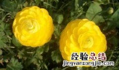 花毛茛种球种植方法和时间 花毛茛如何种植