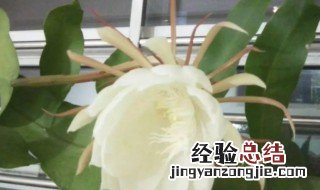 昙花花苞为什么枯萎 昙花花苞枯萎的原因