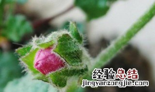 木槿为什么总是掉花苞 木槿总是掉花苞的原因