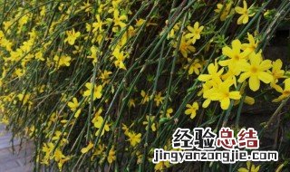 迎春花什么时候移栽 迎春花如何移栽