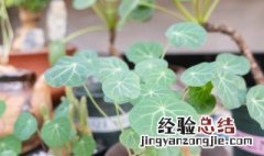 山乌龟催芽方法 山乌龟怎么催芽