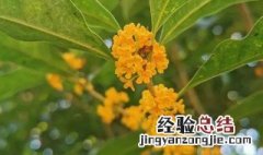 黄色的桂花是什么品种 黄色的桂花品种介绍