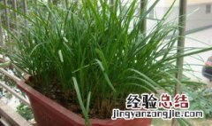 如何种植盆栽韭菜 韭菜花盆栽种植方法